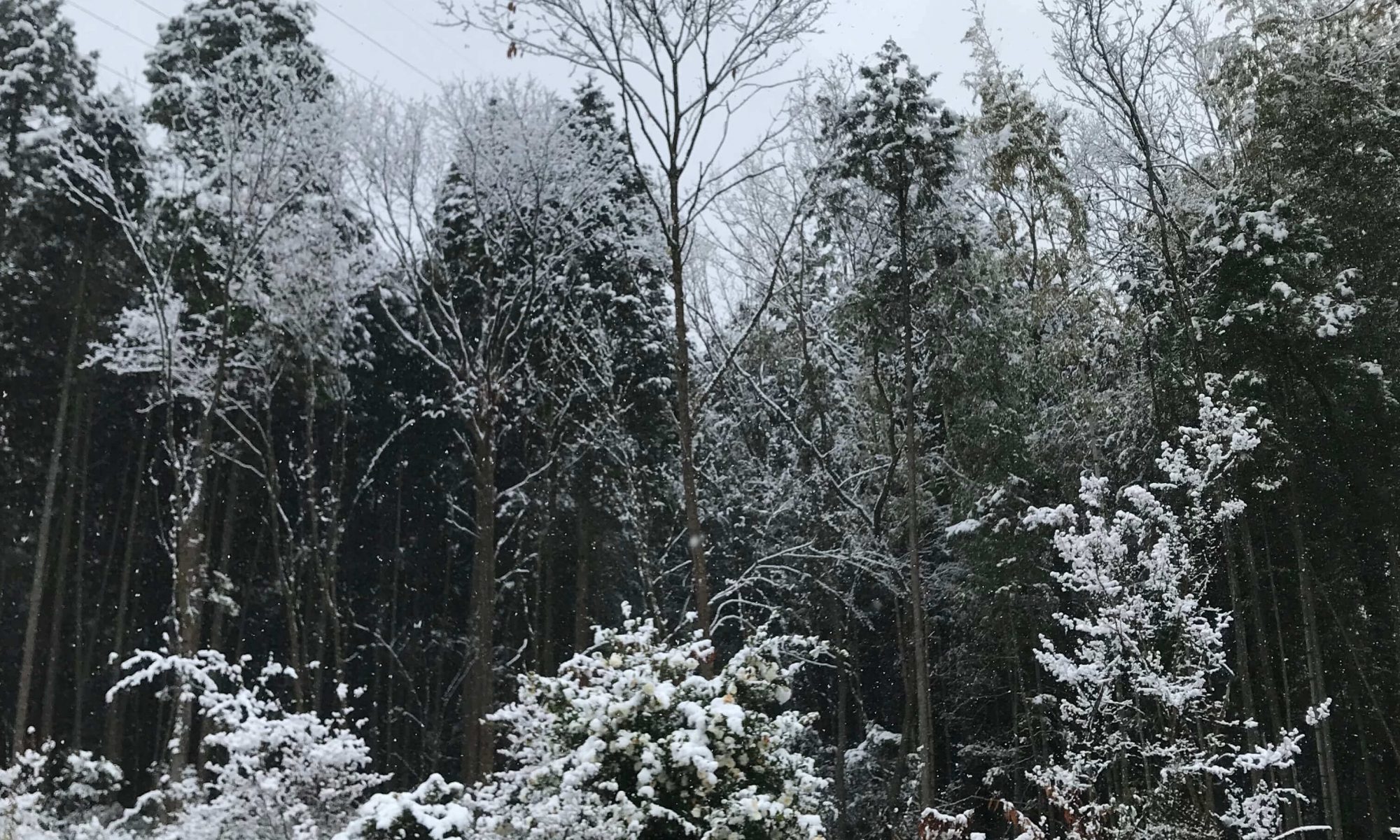 雪景色